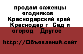 продам саженцы ягодников - Краснодарский край, Краснодар г. Сад и огород » Другое   